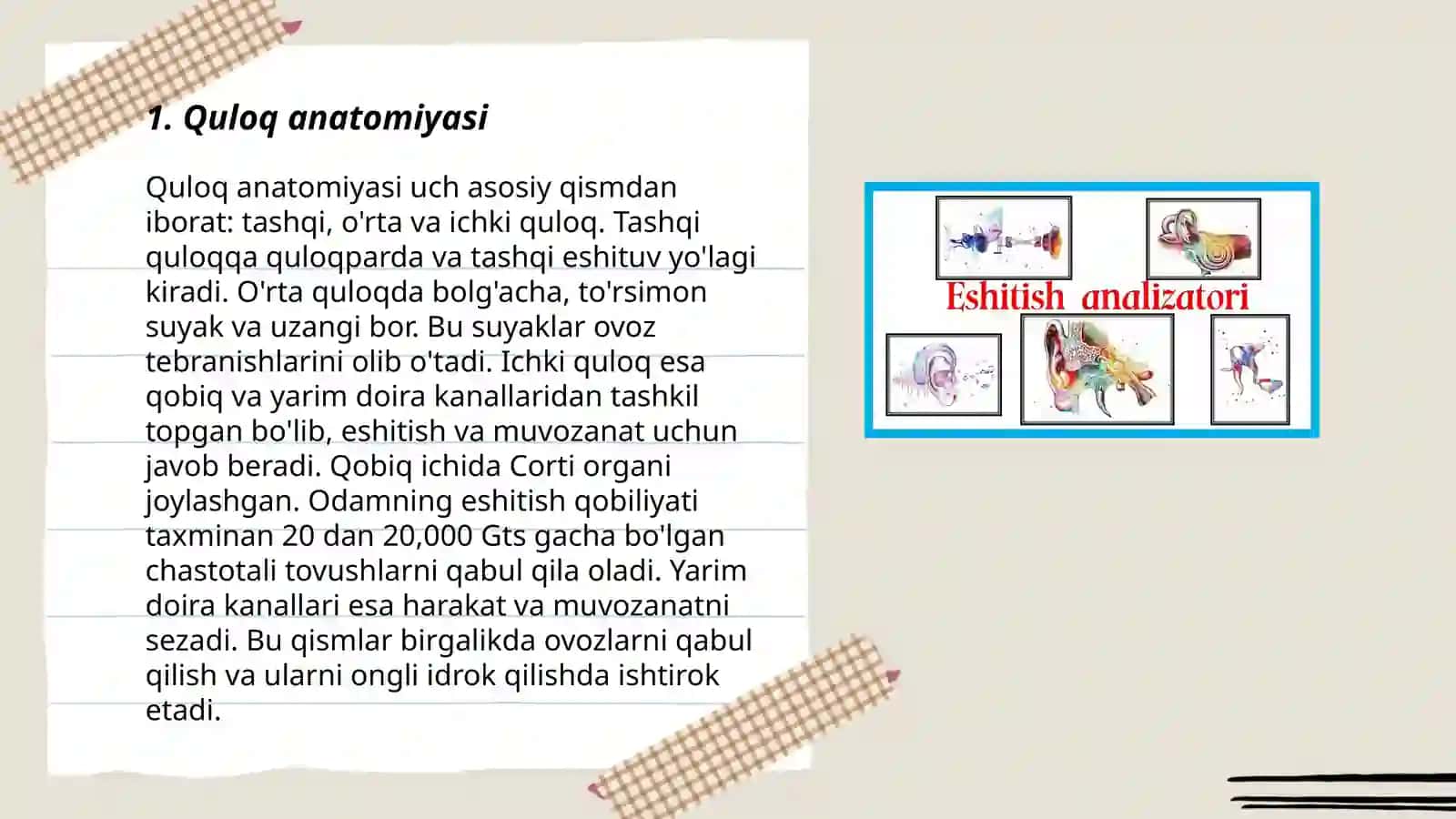 Eshitish va muozanat organlari (anatomiyasi) 3