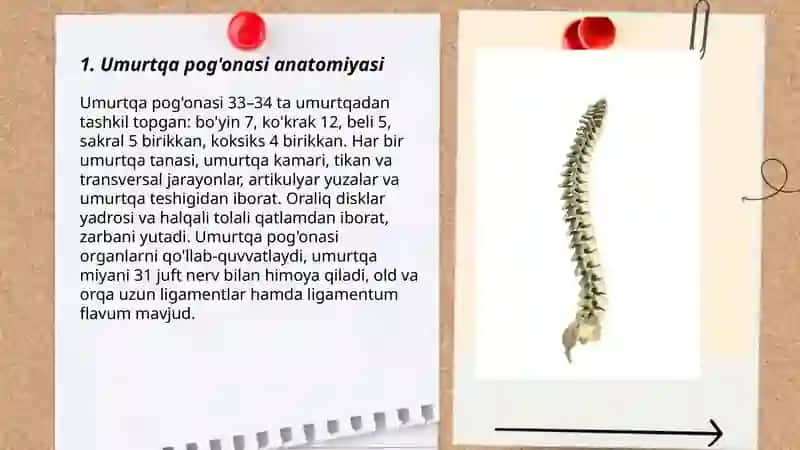 Umurtqa pog'onasi anatomiyasi 3