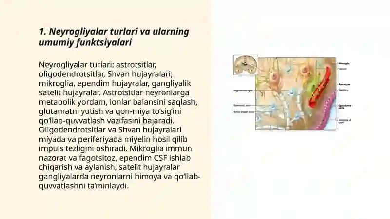 Neyrogliyaning nerv tizimidagi ahamiyati 3