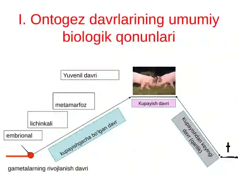 Individual rivojlanishning umumiy qonuniyatlari 3