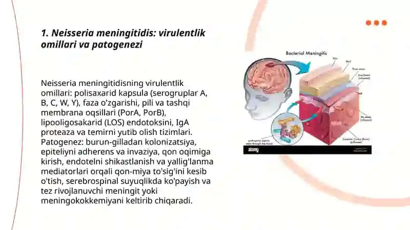 Meningit chaqiruvchi bakteriyalar va ularning patogenezi 3