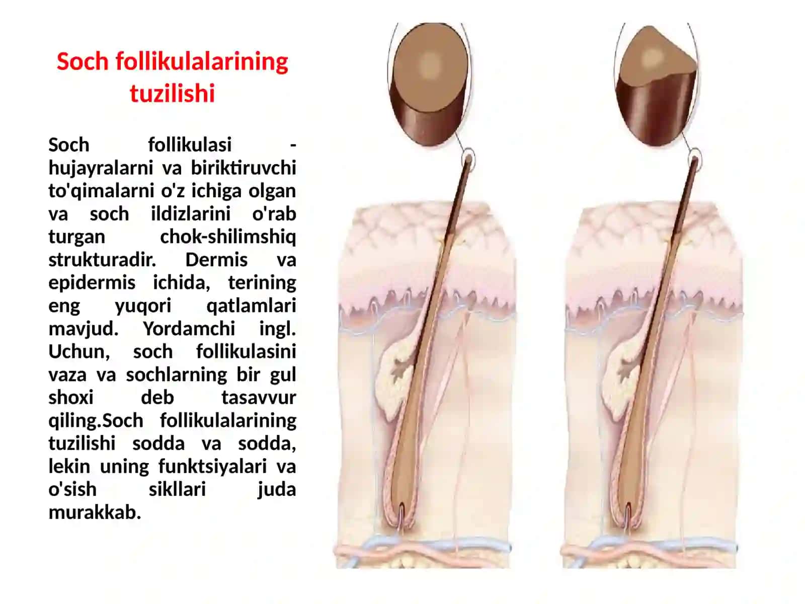 Sochfollikulalarining sikl va uning klimikahamiyati 3