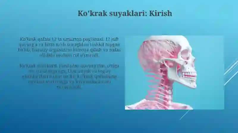 Ko'krak suyaklari va umurtqalari 3