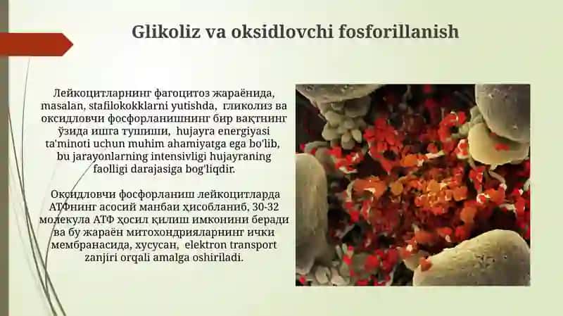 Leykotsitlar metabolizmi xususiyatlari 3