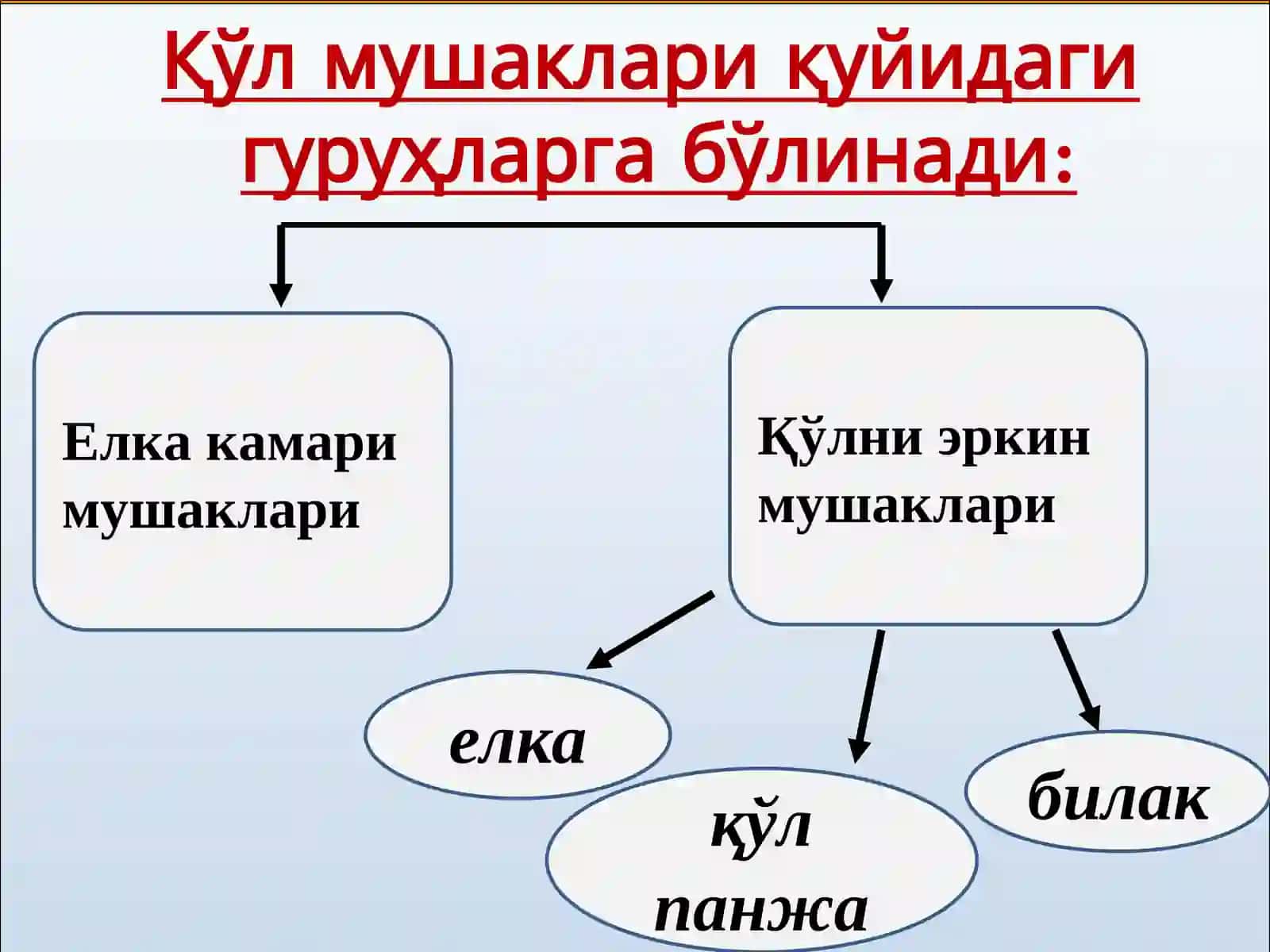 Маъруза №13.Елка камари ва елка мушаклари 3