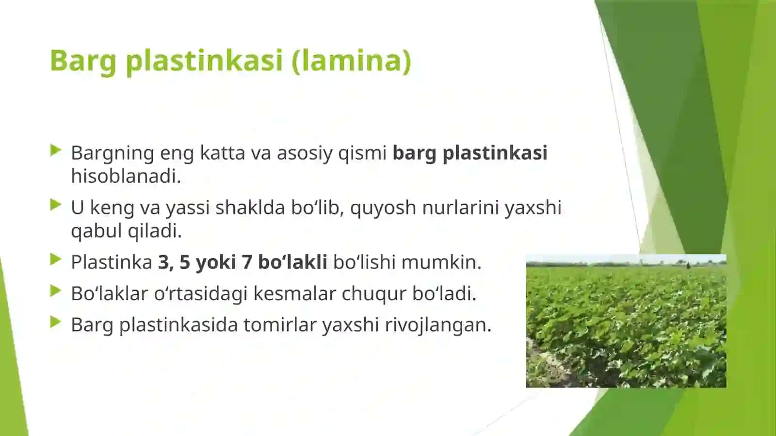 GʻOʻZABARGINING MORFOLOGIK TUZILISHI 3