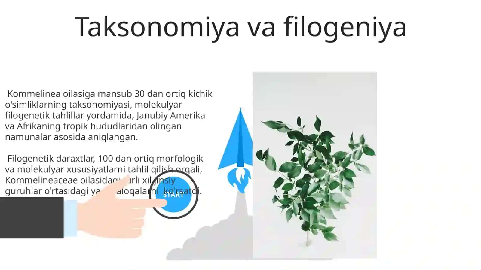 Kommelinidkabilar kichik ajdodi 3