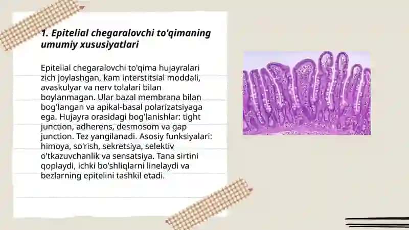 Epitelial chegaralovchi to'qima 3