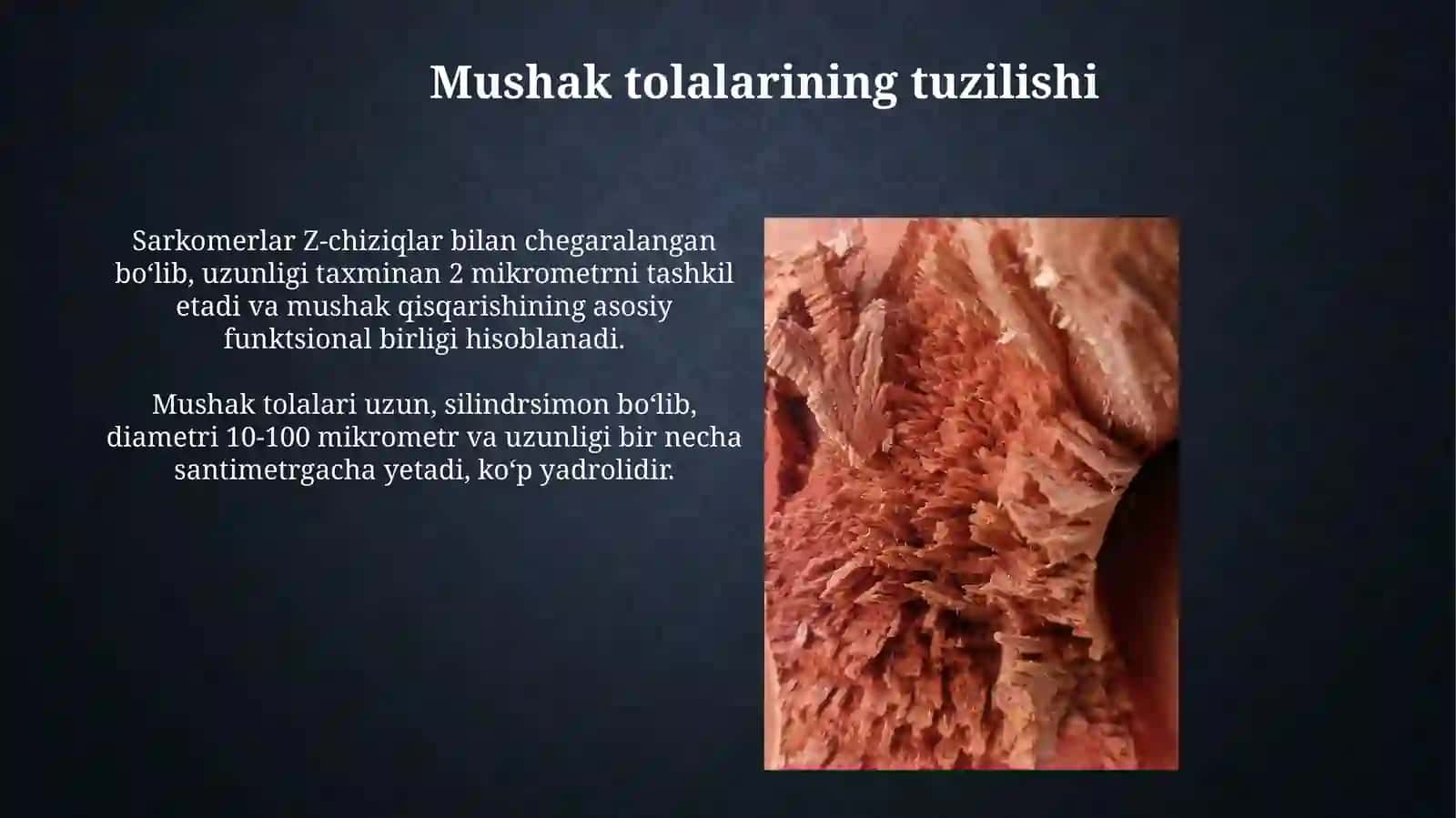 Mushak qisqarishining marfalogik asoslari 3