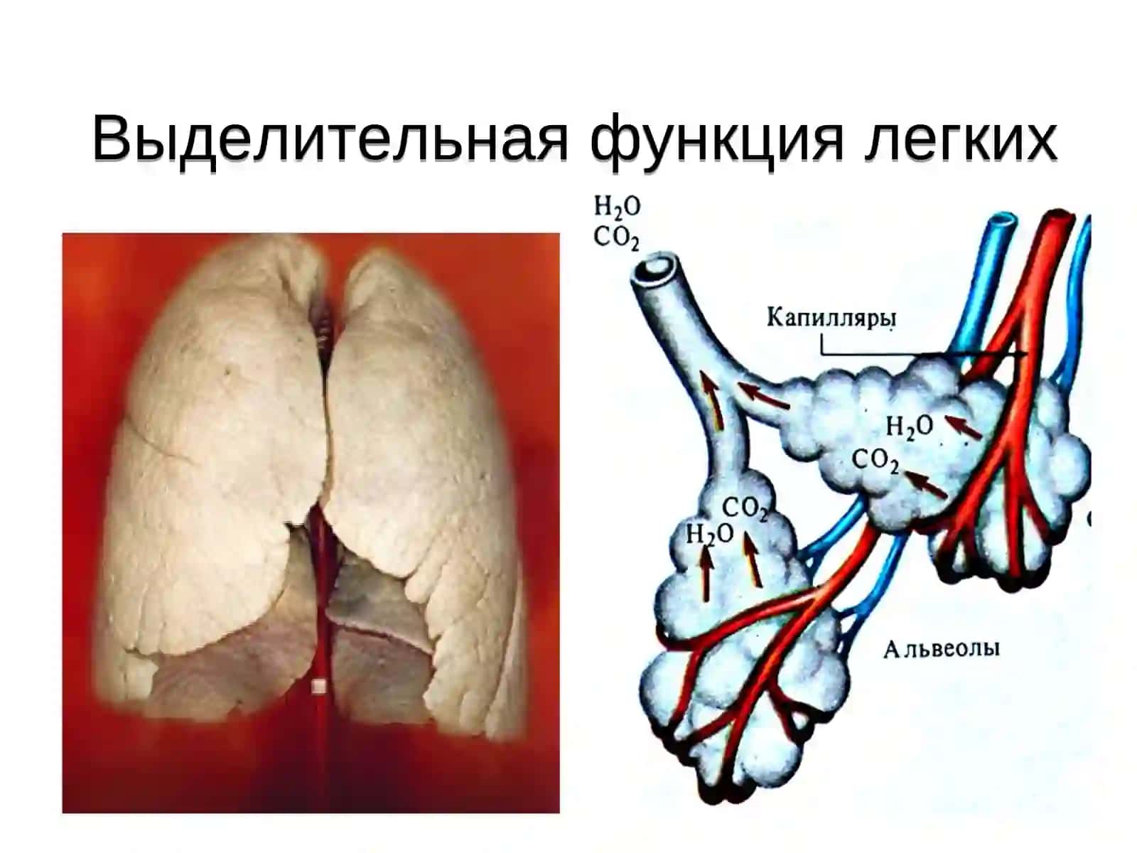 ФИЗИОЛОГИЯ ВЫДЕЛЕНИЯ 3