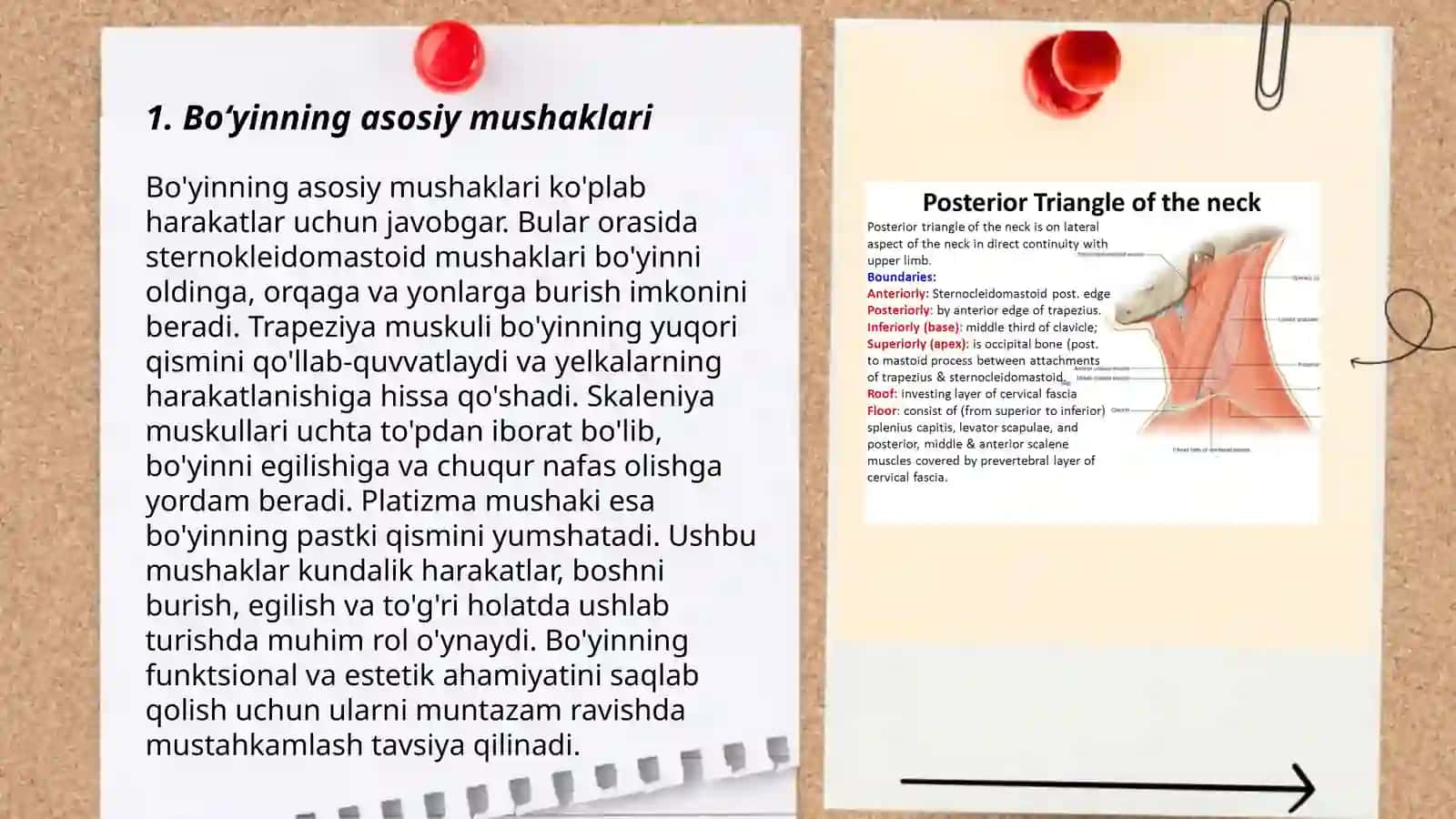Bo‘yinning asosiy mushaklari 3