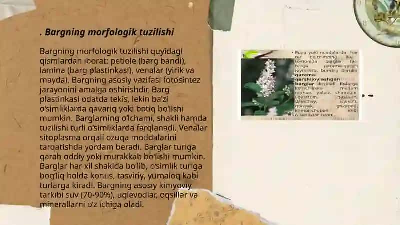Bargning morfologik tuzilishi 3