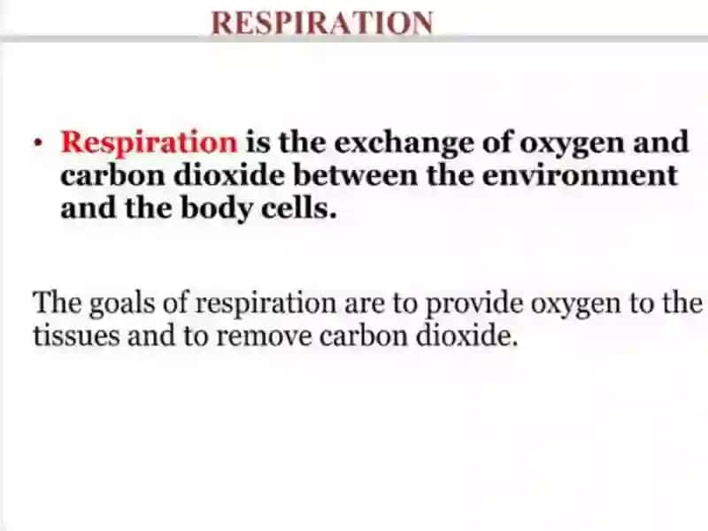 Respiratory sistim 3