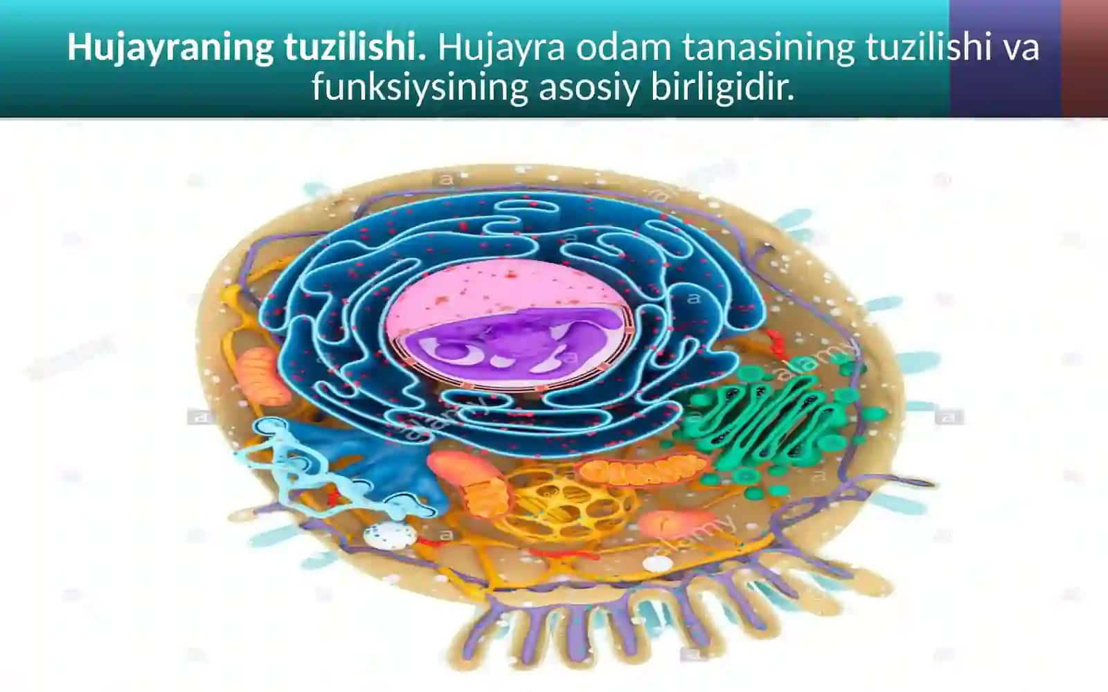 Odam organizmining hujayraviy tuzilishi 3