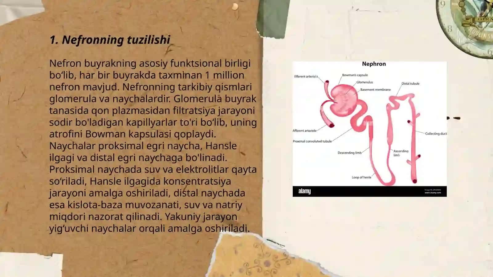 Nefronning tuzilishi 3