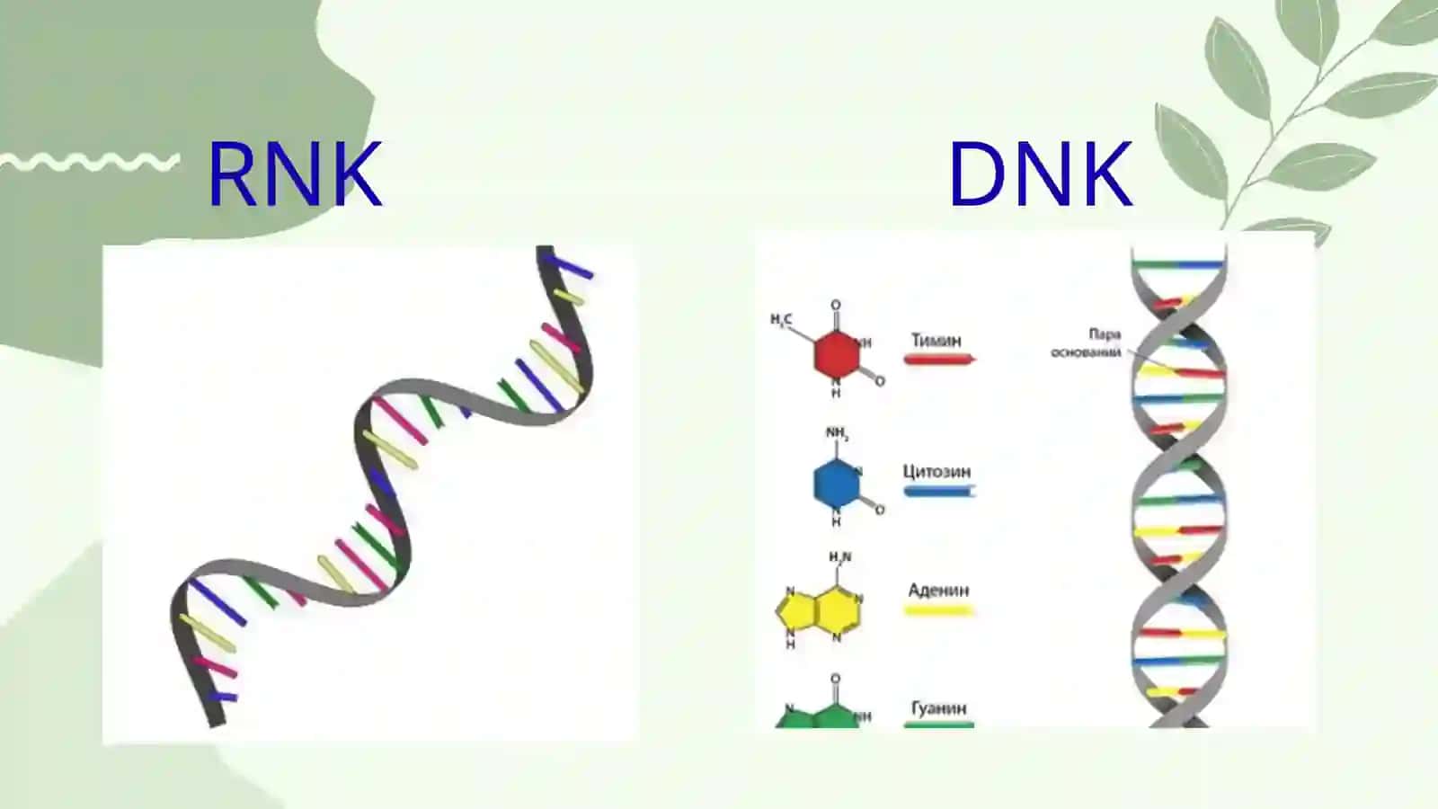 MOLEKULYAR BIOLOGIYA 3
