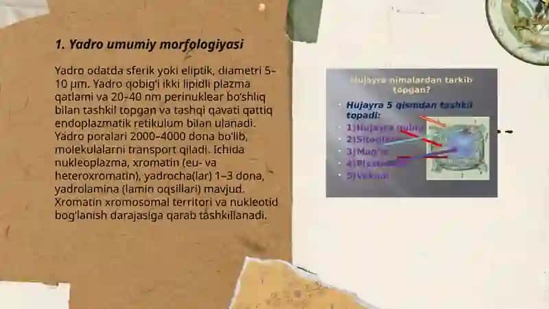 Hujayra yadrosining tuzilishi 3