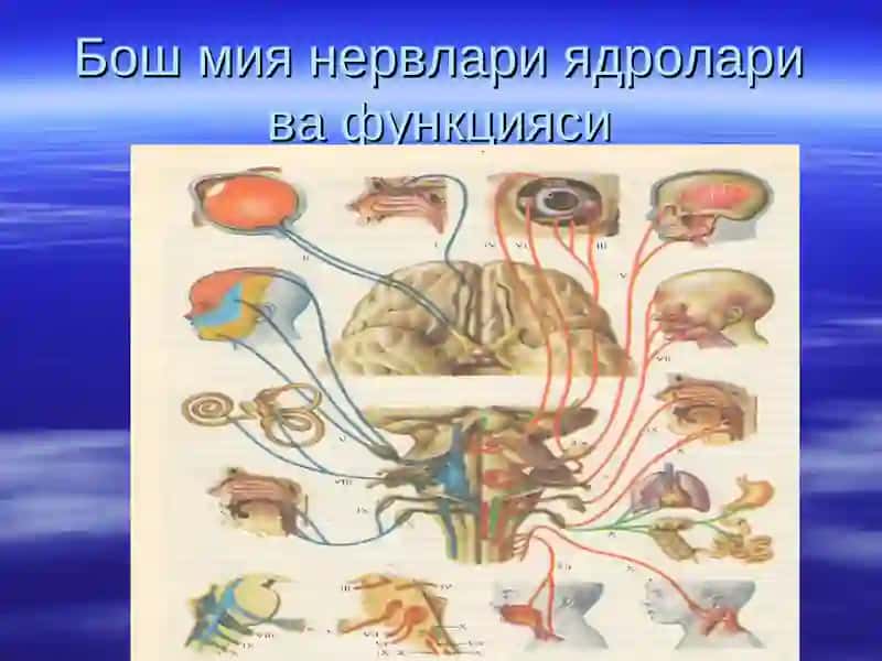 Бош мия нервлари I,II, III, IV, V, VI 3
