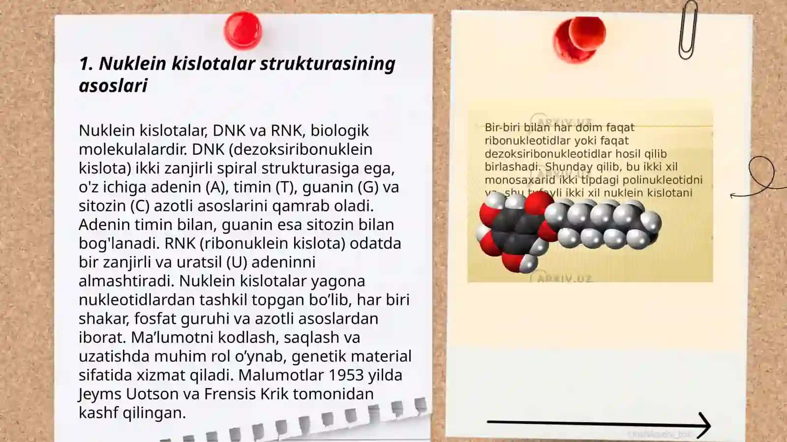Nuklein kislotalar turlari 3