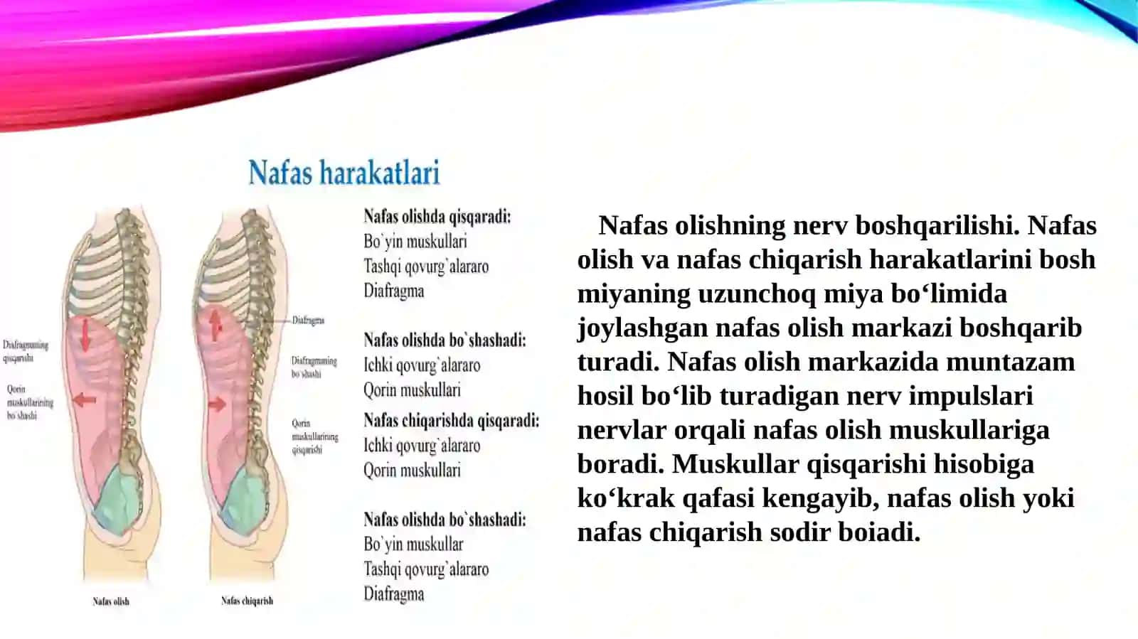 Nafas Olishning Tuzilishi 3