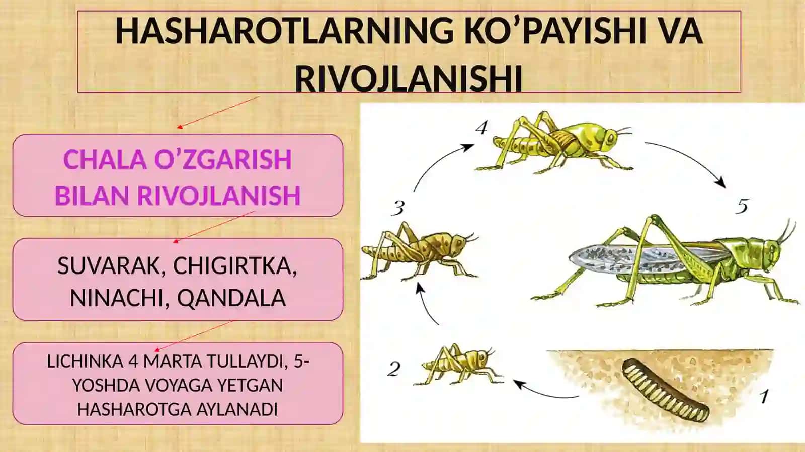 CHALA O’ZGARISH BILAN RIVOJLANADIGAN HASHAROTLAR 3