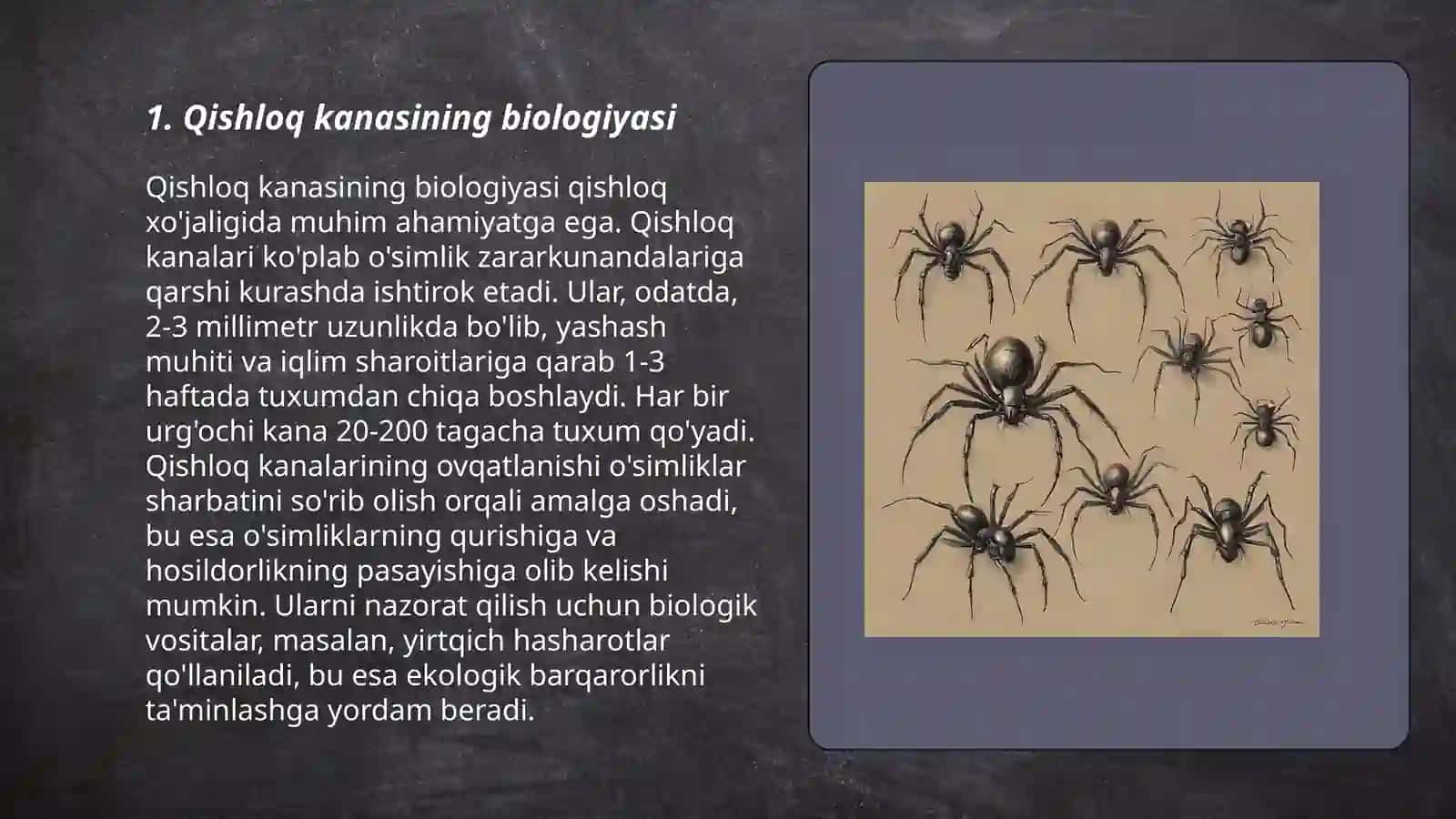 Qishloq kanasining biologiyasi 3