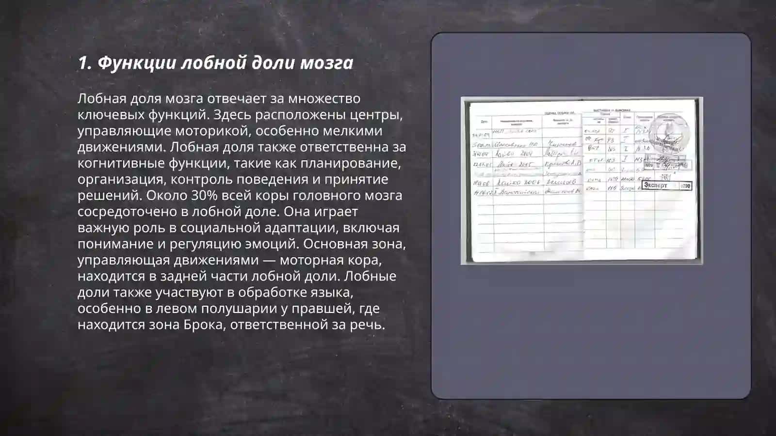 Функции лобной доли мозга 3