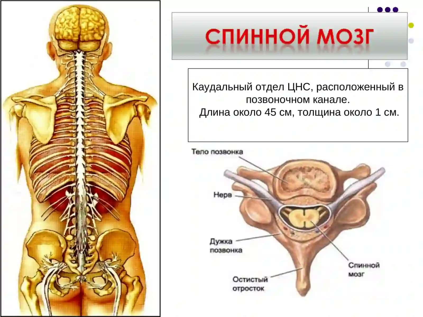 Частная физиология ЦНС 3