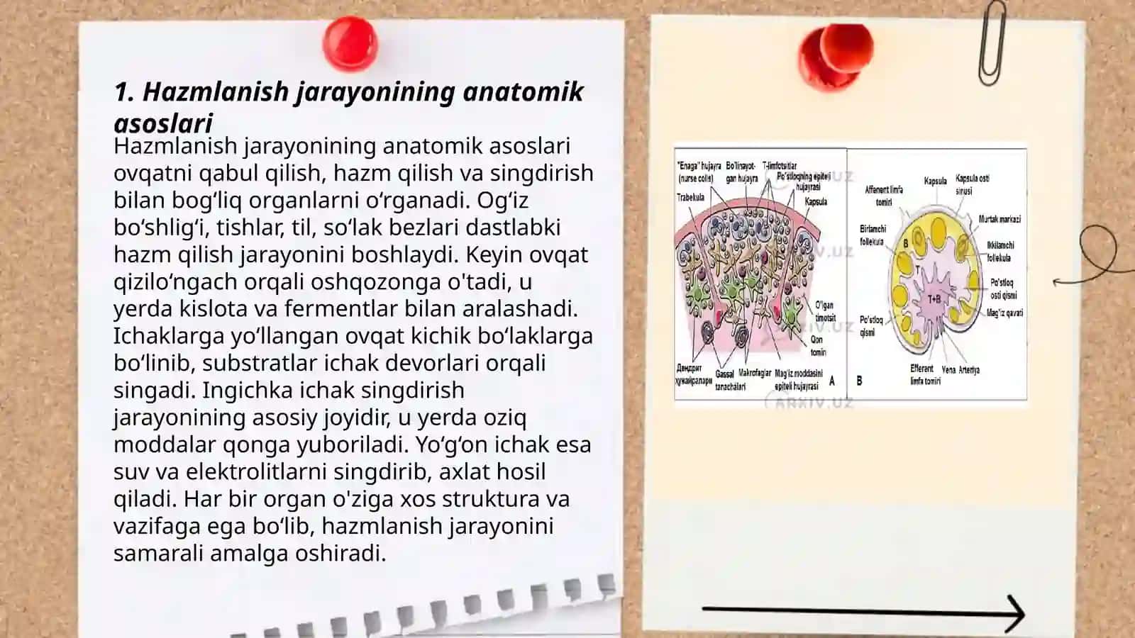 Hazmlanish jarayonining anatomik asoslari 3
