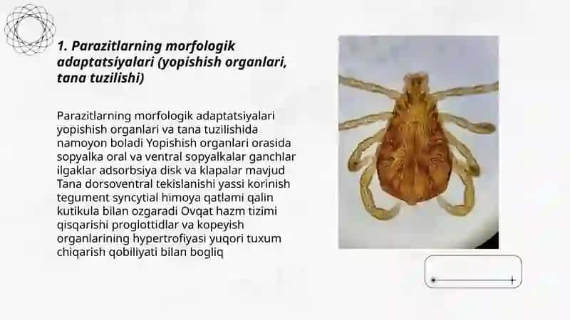 Parazitlarning adaptatsiyasi 3