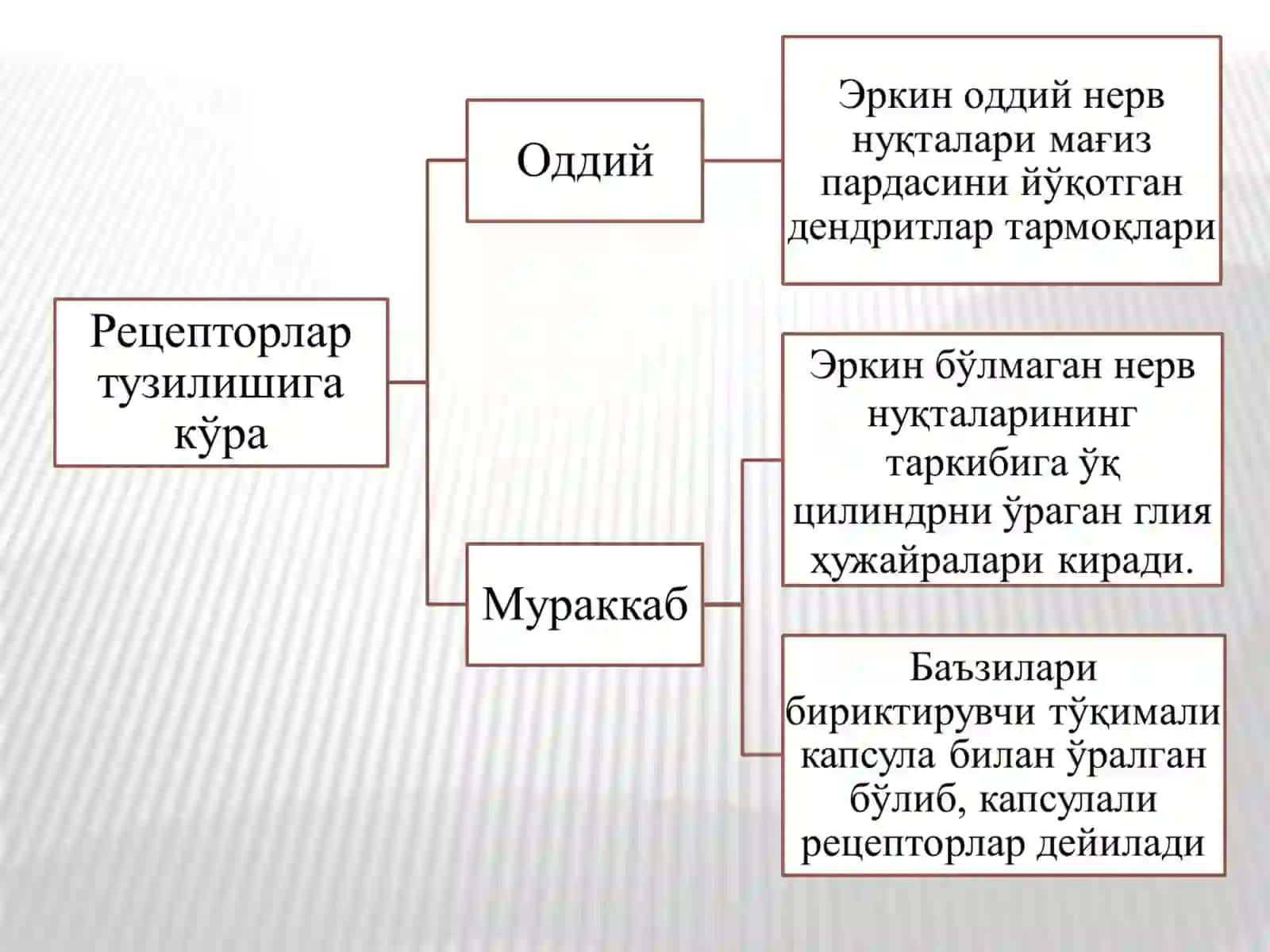 Нерв охирлари ва рефлектор ёй 3