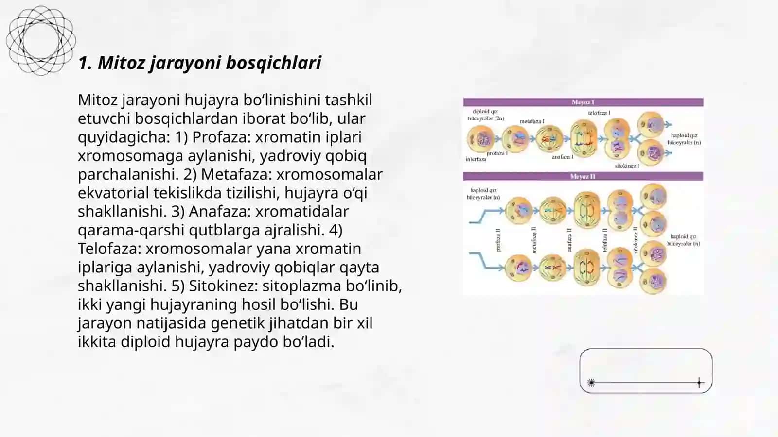 Mitoz va meyoz jarayonlari 3