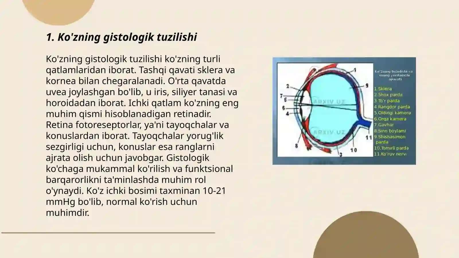 Sezgi organlari gistologiyasi 3