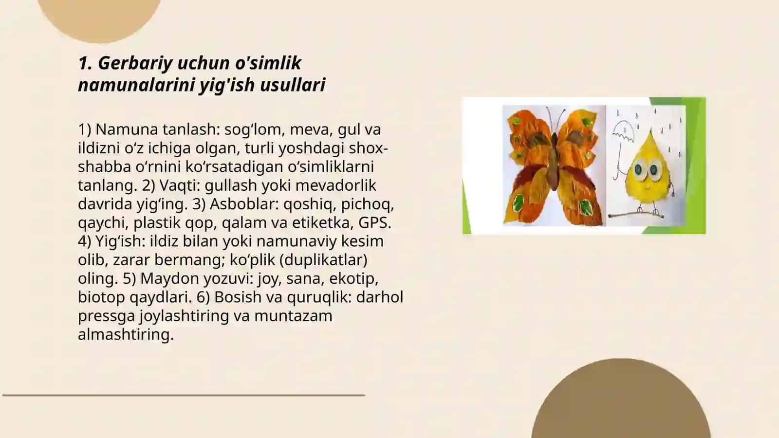 O'simliklardan gerbariy tayyorlash 3