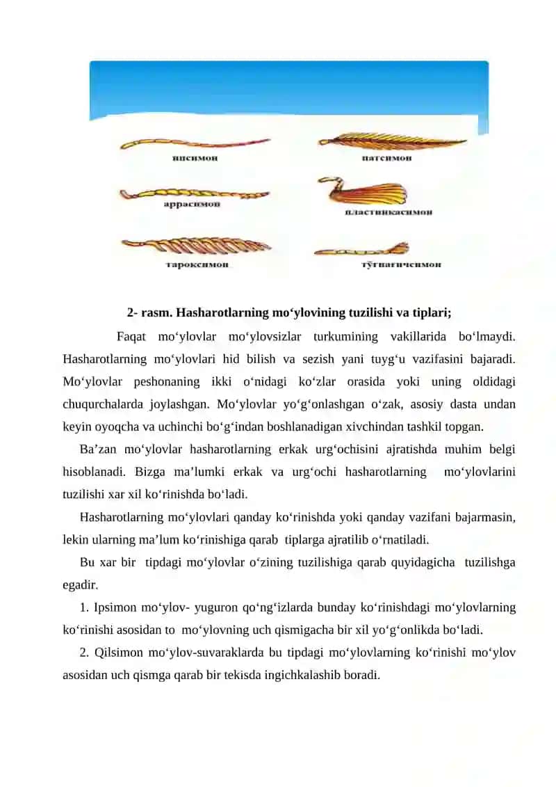 Hasharotlarning morfologiyasi 3