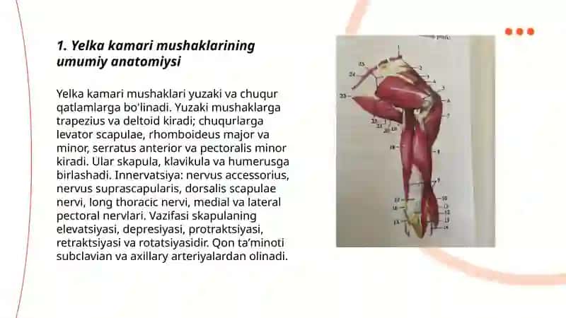 Yelka kamari mushaklari 3