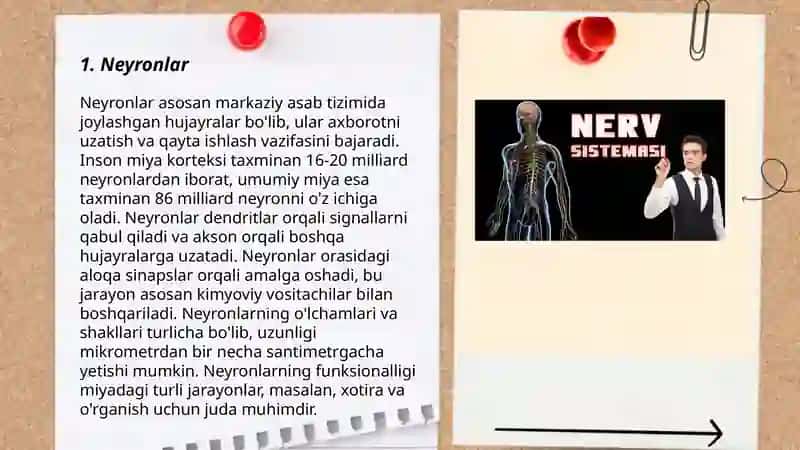 Nerv sistemasining tuzilishi 3