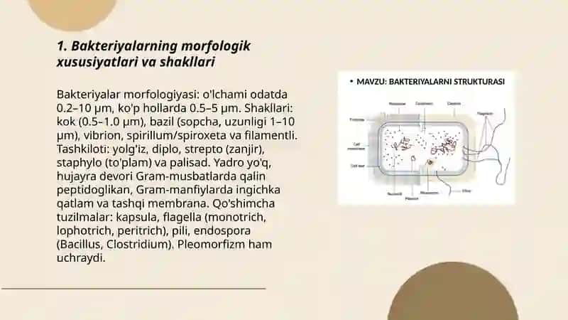 Bakteriyalarning morfologiyasi 3