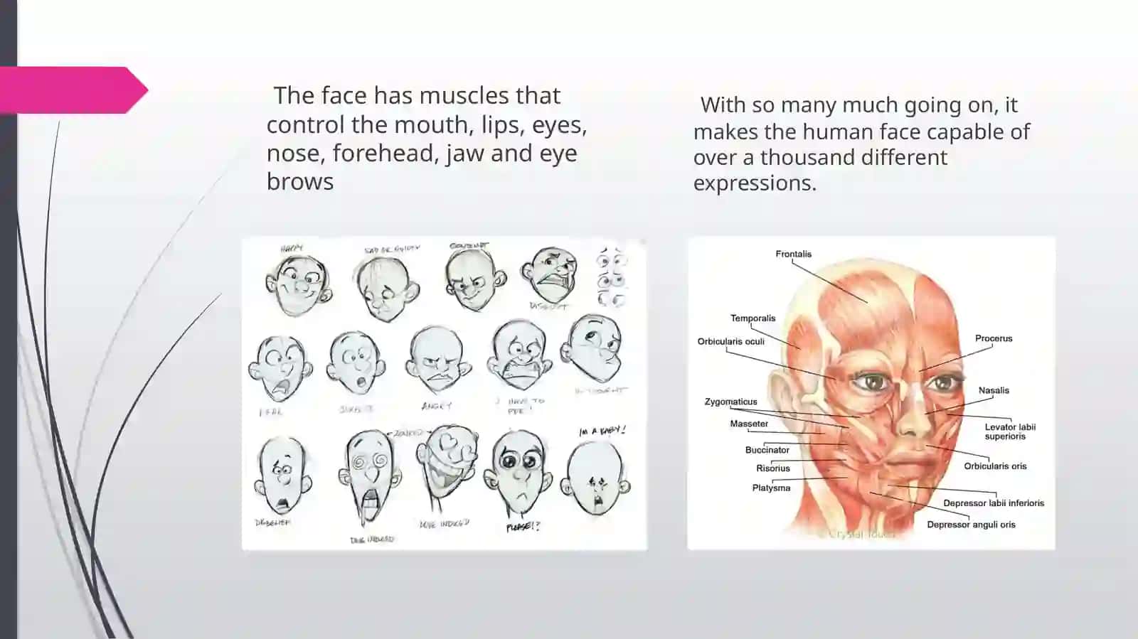 FACIAL EXPRESSIONS 3