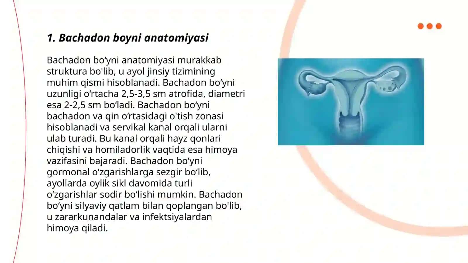 Bachadon boyni anatomiyasi 3