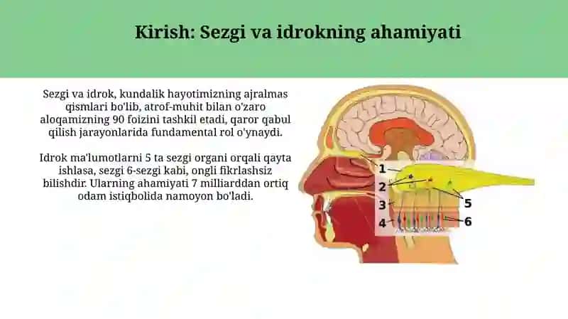 Sezgivaidrok:farqi,oʻzarobogʻliqligi 3