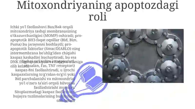 Apoptoz mexanizmlari 3