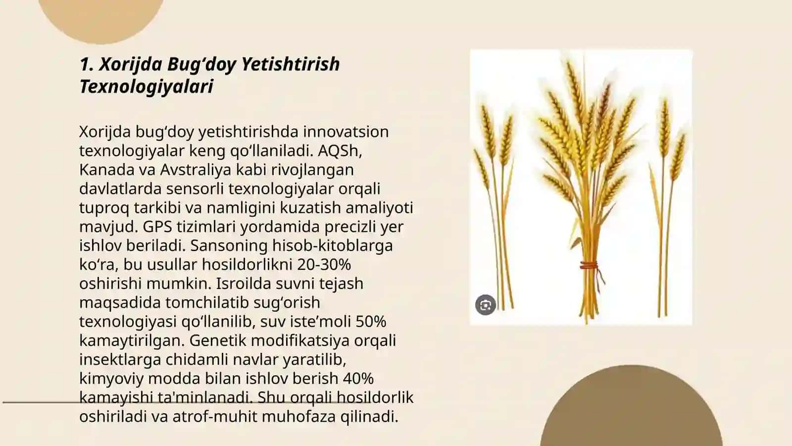 Xorijda Bugʻdoy Yetishtirish Texnologiyalari 3