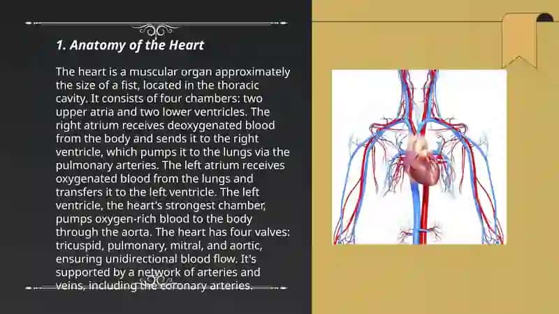 Heart and a vascular system 3