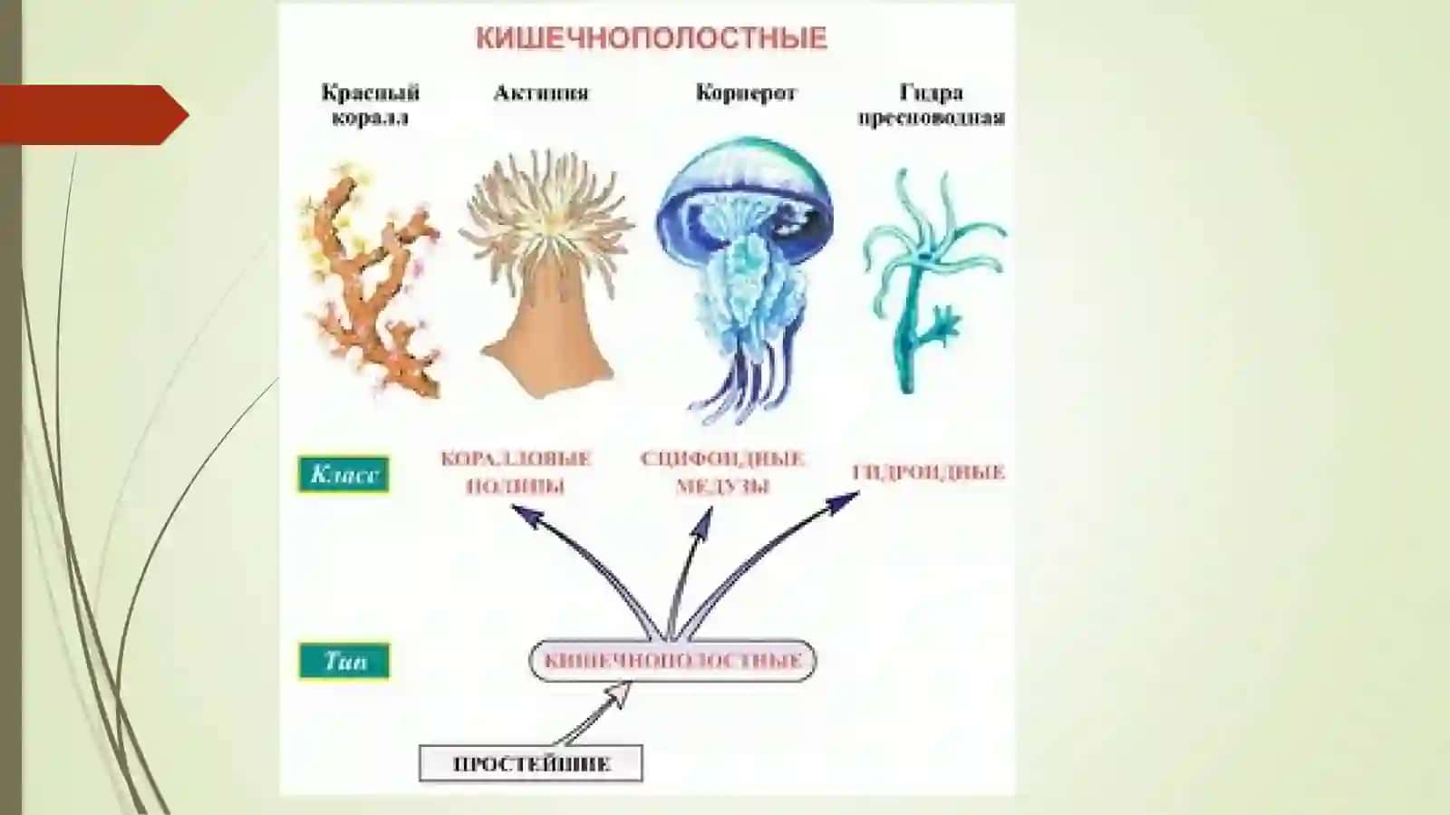 Кишечнополостные 3