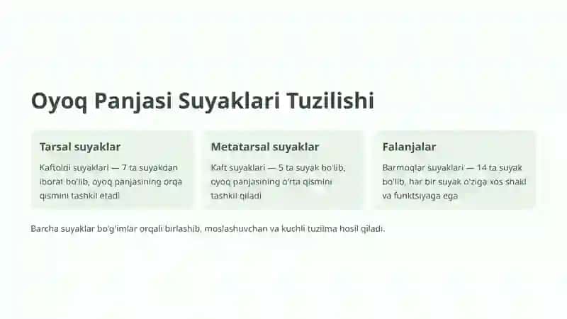 Oyoq Panjasi Bo'g'imlari 3
