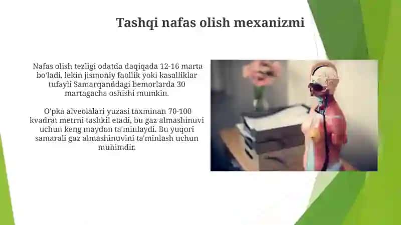 Nafas olish fizalogiyasi 3