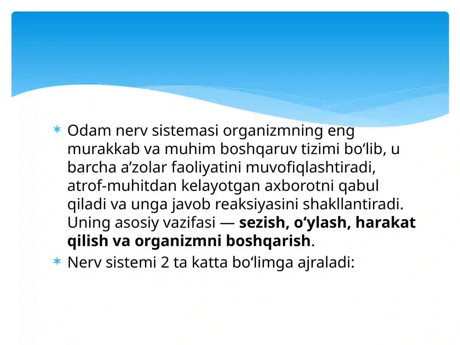 Odamnerv sistema 3