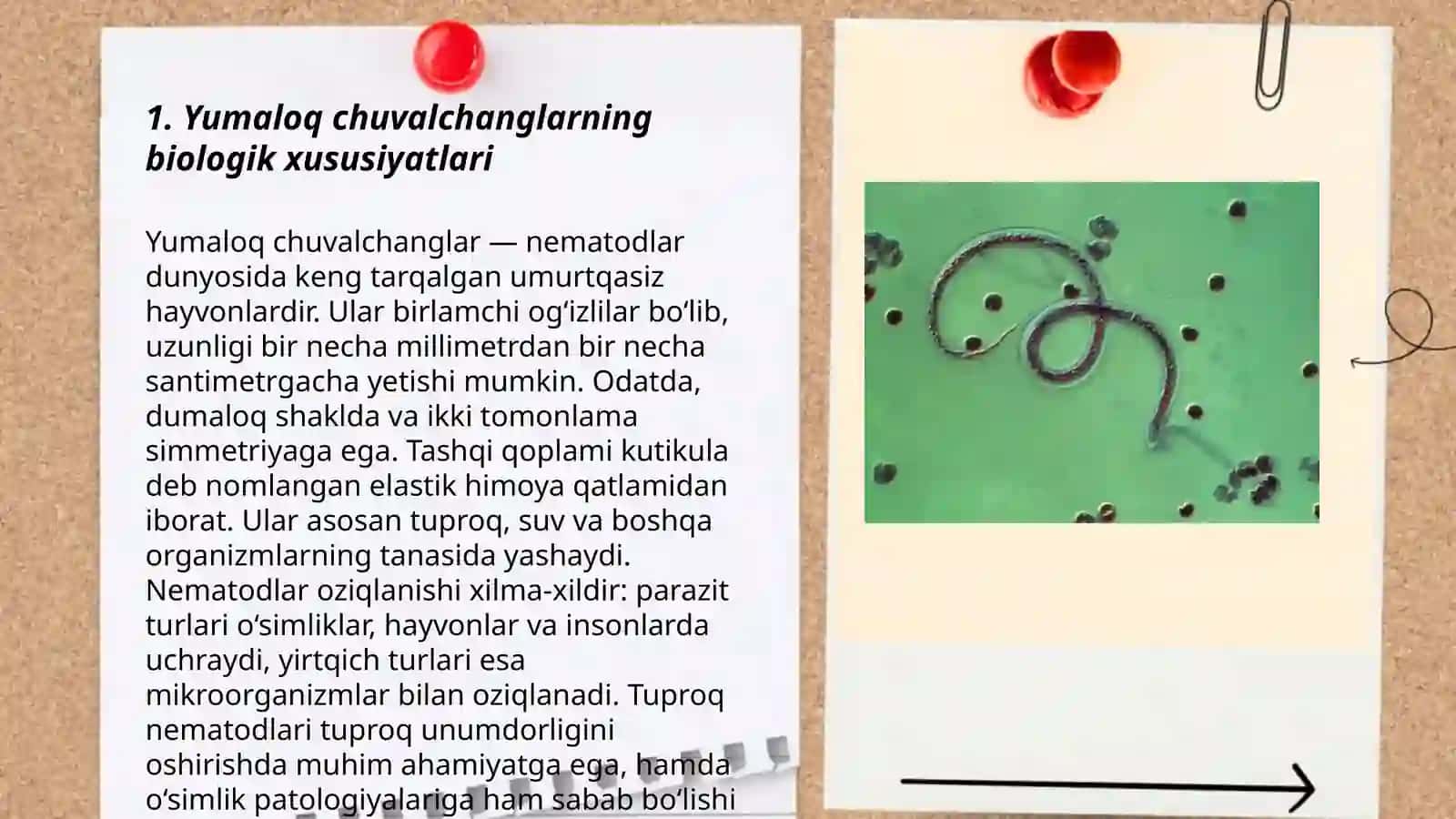 Yumaloq chuvalchanglar 3