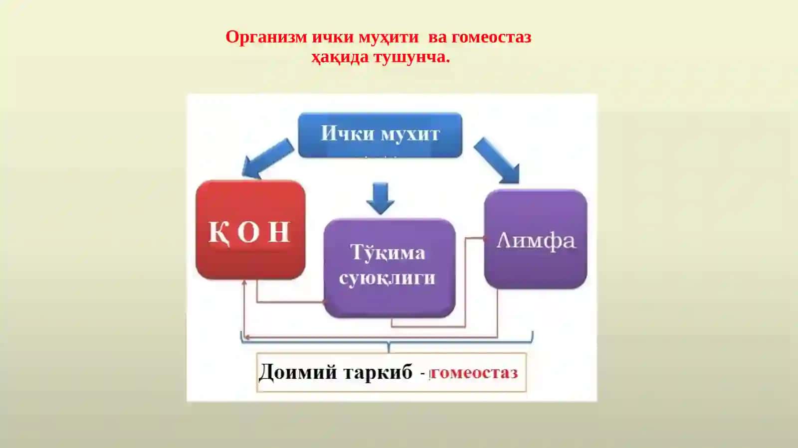Қонтизимифизиологияси 3